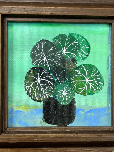 Silver Vein Houseplant Still Life