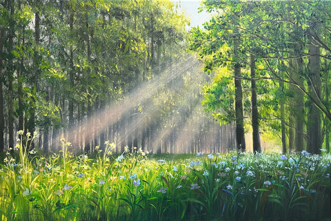 Forest Morning Light